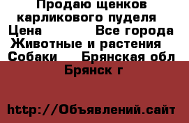 Продаю щенков карликового пуделя › Цена ­ 2 000 - Все города Животные и растения » Собаки   . Брянская обл.,Брянск г.